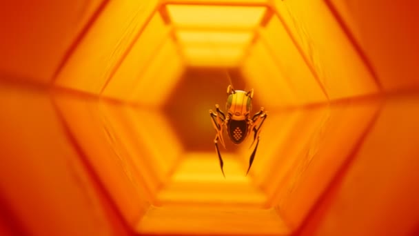 Pojedyncza Sztuczna Pszczoła Podróżująca Przez Kolorowy Pomarańczowy Półprzezroczysty Sześciokątny Tunel — Wideo stockowe