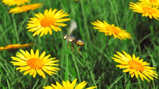 Animation Robot Bee Flying Meadow Landing Daisy Flower Little Shiny — Stock Video