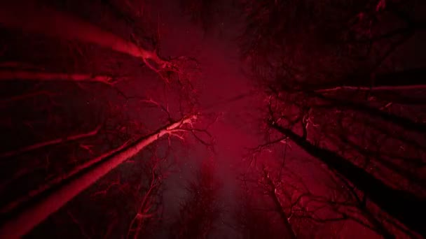 冬の森や公園の路地のシームレスなループアニメーション 田舎の車線の冷たい景色 または濃い霧の中の裸の木の間のトレイル 謎の赤い 暗い気分だ ハロウィーン ホラーの風景 — ストック動画