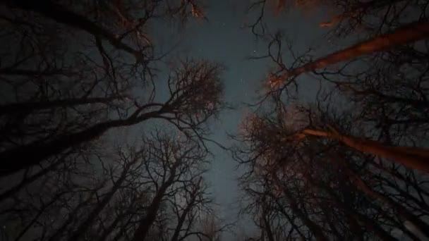 Senza Soluzione Continuità Loop Animazione Foresta Parco Vicolo Durante Inverno — Video Stock