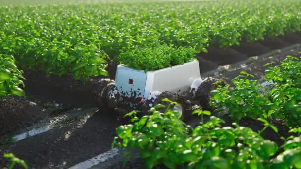一个自主的银输送机器人运送新收集的植物通过一个巨大的茂密的田野充满生态植物 泥盖着机身和轮子 无休止的无缝循环动画 — 图库视频影像