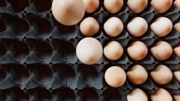 Безшовна Циклічна Анімація Яєць Взятих Яєчного Лотка Сирі Яйця Курки — стокове відео