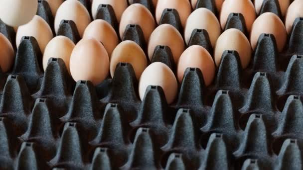 卵トレイから取り出した卵のシームレスなループアニメーション ローンヘンの卵 朝食のための健康的な新鮮な食材 動物製品について グラシール チキン農場は黒いトレイで新鮮な卵を産みました Hdについて — ストック動画