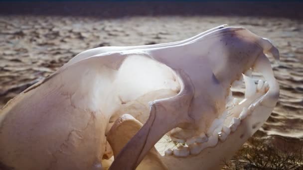 Teschio Animale Morto Deserto Terreno Spaccato Con Cespugli Secchi All — Video Stock