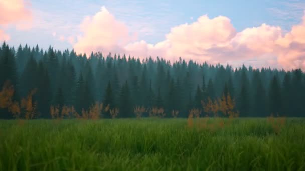 Красивий Зелений Пишний Хвойний Ліс Швидко Засмічується Непотрібним Сміттям Протягом — стокове відео