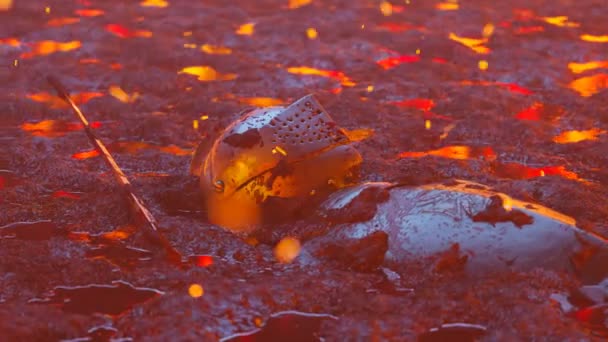 中世の騎士が戦死した ヒーローは戦場の泥に残っている 火と炎が水に映し出された 湿った土に埋められた光沢のある鋳鉄製の鎧 歴史的な戦いの後の血の小競り合い — ストック動画