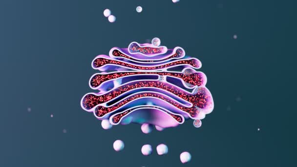Querschnitt Der Golgi Apparate Die Proteine Und Lipide Transportieren Modifizieren — Stockvideo