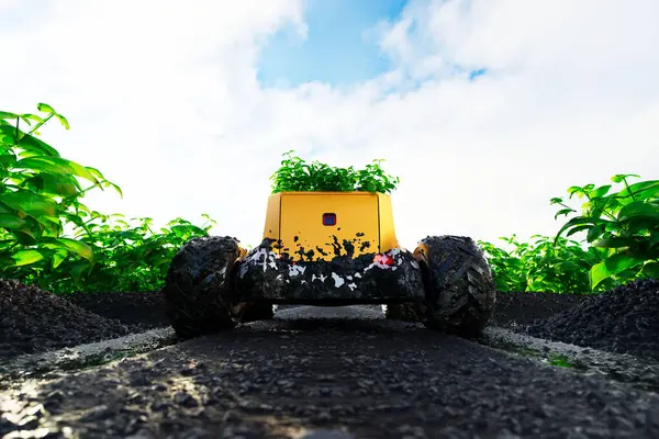 An autonomous green delivery robot transports freshly gathered plants through a massive lush field full of ecological plants. Mud covers machine body and wheels.