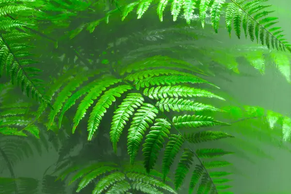 Green fern leaves behind the glass. Natural forest\'s plants in the glasshouse. Foliage from a tropical environment. Blurry vision. Nature. Botany. Botanical garden. Perfect for science education. Wet