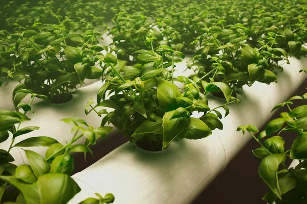 Hydroponic Vast Greenhouse Aquaculture Herb Plantation Watering System Efficient Innovative — Stock Photo, Image