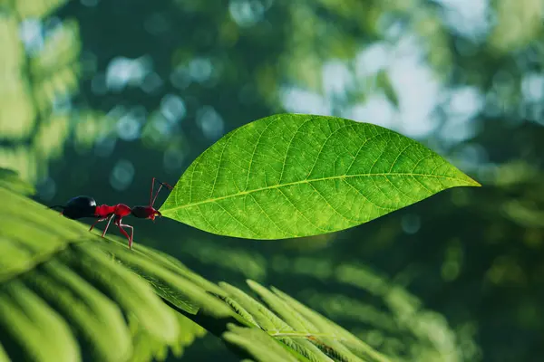 A close-up view of a small brown ant carrying a green leaf. An arthropod worker in the natural environment. Tiny busy insect work in the forest. The tranquility of the greenery and vibrant wildlife