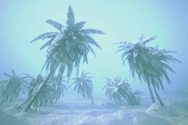 Urzekające Niezwykłe Połączenie Klimatów Bujną Palmą Otoczoną Śniegiem Osadzone Mglistym — Zdjęcie stockowe