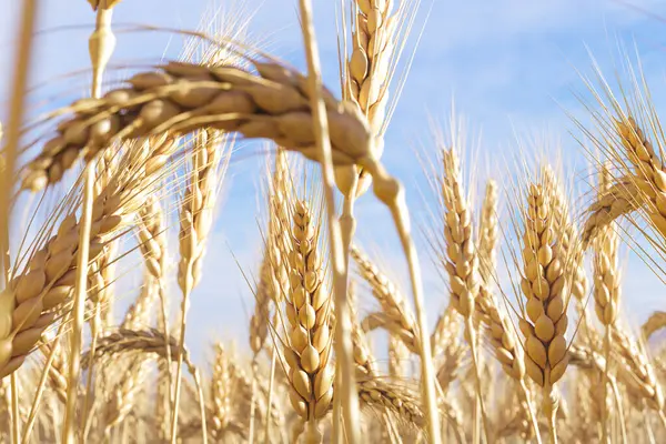 Güneşin Öptüğü Altın Buğday Kulaklarının Açık Mavi Bir Arkaplan Eşliğinde — Stok fotoğraf