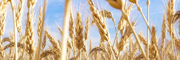 Vast Expanse Golden Wheat Field Captured Full Bloom Ripe Ears — Stock Photo, Image
