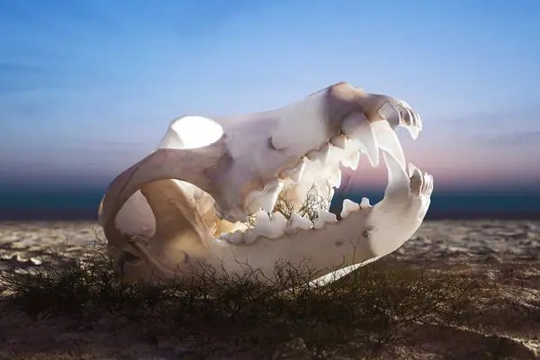 Czarującej Godzinie Zmierzchu Samotna Zwierzęca Czaszka Leży Wyschniętej Pustynnej Podłodze Obraz Stockowy