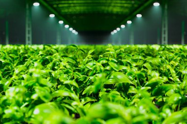 A thriving hydroponic farm encapsulates precision agriculture with verdant plants under LED lights, embodying the synergy of nature and technology over 200 characters. clipart