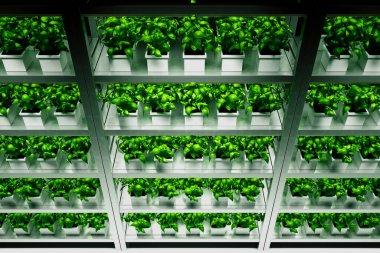 Bu görüntü, yüksek verimli LED ışıklandırma altında titizlikle beslenen canlı fesleğen bitkileriyle son model bir hidrofonik tarım tesisi yakalıyor..
