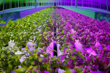 Highly efficient indoor agriculture setup showcasing rows of vibrant green basil plants nourished through a state-of-the-art hydroponic system under the glow of spectrum-specific LED grow lights. clipart