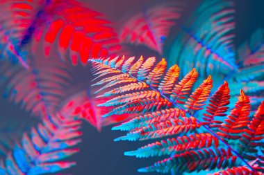 Büyüleyici yakın çekim, soyut eğrelti otu yaprakları, derin maviden yoğun kırmızıya kayarak doğanın gerçeküstü ve sanatsal bir ifadesini sunuyor..