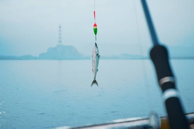 Taze yakalanmış bir uskumru balığının el değmemiş bir şekilde yakalanması, balık oltasından zarif bir şekilde askıya alınmış, geniş deniz ve kıyı şeridinin belirsiz bir çizgisi, sakin bir zemin sağlıyor..