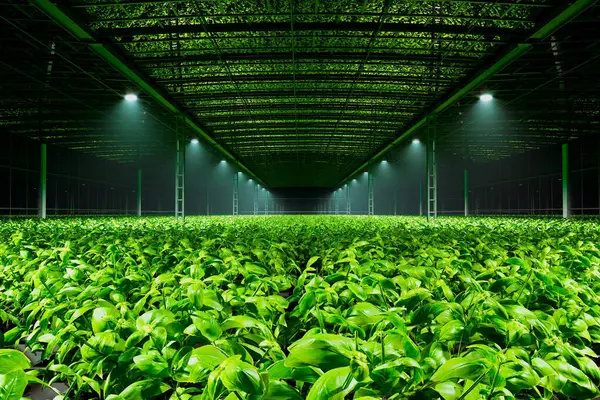 堅牢なバジル工場は 効率的な成長のために環境に優しいLed照明を利用して 屋内温室内の制御された高度な水力発電システムで繁栄しています — ストック写真