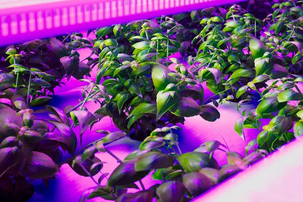 在先进的室内水栽系统中 以生机勃勃的绿叶繁茂生长的罗勒 利用节能的紫色Led照明 促进可持续城市耕作 — 图库照片