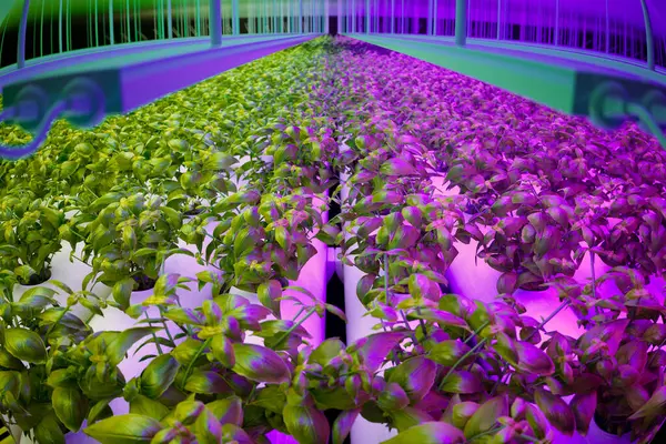 Highly Efficient Indoor Agriculture Setup Showcasing Rows Vibrant Green Basil — Stock Photo, Image