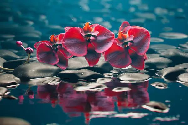 Experience Tranquility Stunning Capture Vibrant Red Orchids Reflections Peaceful Waters — Stock Photo, Image