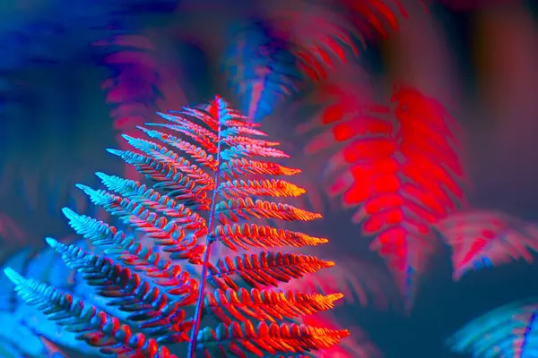 Image Captures Ethereal Beauty Neon Illuminated Fern Leaf Awash Vibrant — Stock Photo, Image