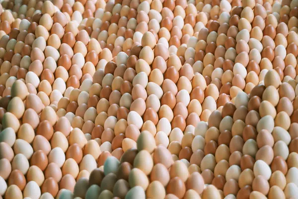 Pečlivě Organizovaný Displej Ukazuje Množství Kuřecích Vajec Různých Odstínech Hnědé — Stock fotografie