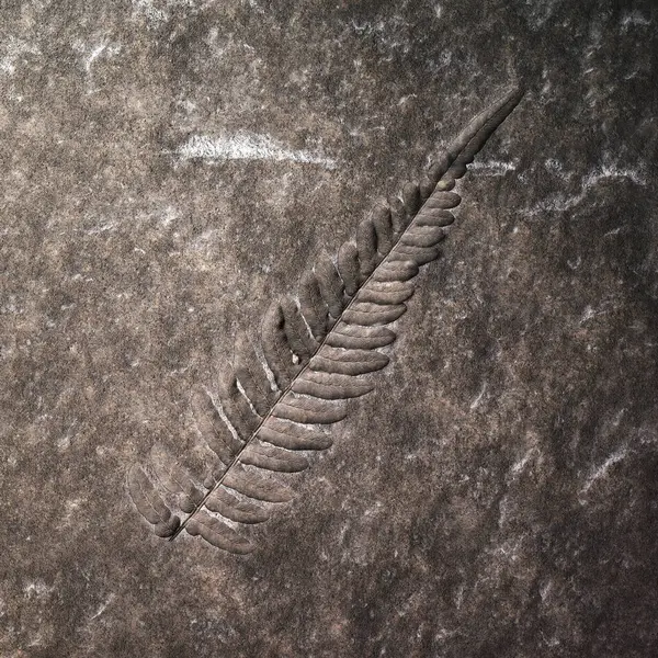 Striking Fern Fossil Impeccably Preserved Tangible Legacy Bygone Era Etched — Stock Photo, Image
