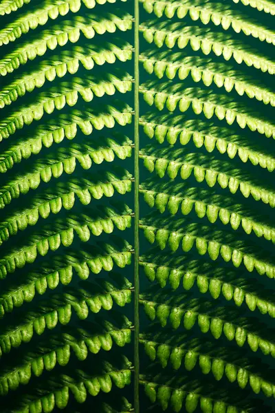 Detailní Záběr Bujných Zelených Kapradinových Lístků Vzkvétajících Pod Tečkovaným Slunečním — Stock fotografie