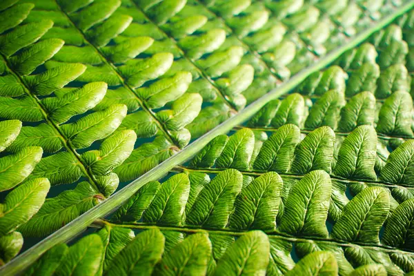 Vynikající Makro Fotografie Odhalující Komplexní Krásu Pulzující Tonalitu Kapradinových Listů — Stock fotografie