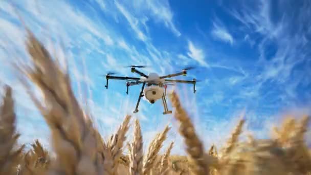 Eine Hochmoderne Landwirtschaftliche Drohne Schwebt Über Einem Goldenen Weizenfeld Und — Stockvideo