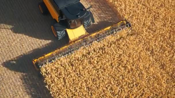 Luftaufnahme Eines Mähdreschers Bei Der Arbeit Während Der Goldenen Weizenernte — Stockvideo