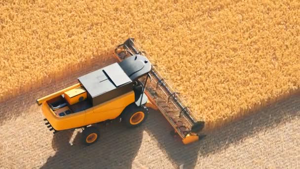 Etkin Bir Hasat Makinesinin Hava Görüntüsü Hasat Mevsiminde Olgunlaşmış Buğday — Stok video