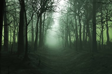 Büyüleyici alacakaranlık sisli bir orman yolu kaplıyor. Sapkın ağaçlar gizemli yeşil bir sise karşı duruyor. Ürkütücü ve sakin bir ortam oluşturuyor..