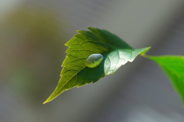 Bu çarpıcı makro fotoğrafta, yemyeşil bir yaprağın üzerinde duran el değmemiş bir su damlacığı görülüyor. Detaylı damar yapısını, yumuşak yeşil bir bulanıklığa karşı vurguluyor..
