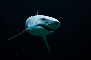 This striking photo captures a Great White Shark's graceful glide through the dark depths of the ocean, its mouth agape, revealing formidable teeth against the stark, shadowy water. clipart