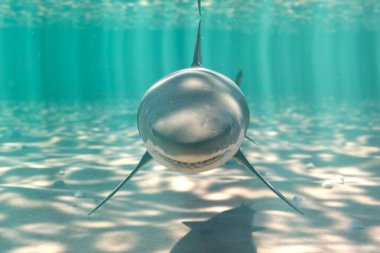 This striking underwater shot showcases a shark gliding towards the camera in clear ocean waters, illuminated by sun rays filtering through above. clipart