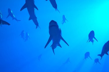 This awe-inspiring image captures the majestic dance of sharks swimming through the tranquil, deep blue sea, showcasing the serene beauty of the underwater world. clipart