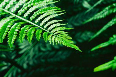 This image captures the mesmerizing details and rich green hues of a fern leaf. Its intricate patterns are highlighted against a soft, blurred background, showcasing the leaf's natural beauty. clipart