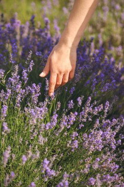 Kızın eli lavanta tarlasında dokunup el sallıyor. Sahada lavanta çiçeklerine dokunmak. Yakın plan fotoğraf.