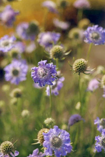 Wild purple flowers on the blurry nature background. Close up photo. Coply space . wallpaper