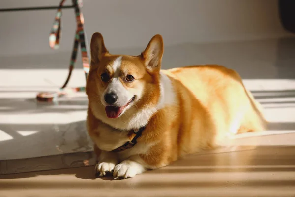 Yerde Yatan Sevimli Köpek Yavrusu Kırmızı Corgi Köpeğinin Portresi Güneş — Stok fotoğraf