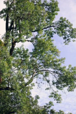 Mavi arka planda yeşil yapraklı kül ağacı filizleniyor. Mavi ve beyaz arkaplanda dal ve yaprak