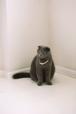 Büyük kırmızı gözlü, kapalı bir yerde oturan bir İngiliz kedisi. Beyaz arka planda İngiliz gri kedisi. Metin için alanı kopyala