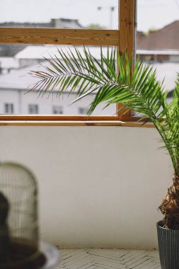 Dairenin içinde saksı var. Modern oturma odasının ahşap beyaz zeminli ve büyük pencereli iç fotoğrafını çek. Metin için alanı kopyala