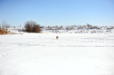 Akita Inu soyundan kırmızı köpeğin kışın doğada koşarken çekilmiş yatay fotoğrafı. Mutlu köpek. Köpeklerle manzara. Metin için alanı kopyala