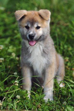 Yeşil çimenlikteki güzel ve mutlu akita inu köpeğinin yakın plan portresi, küçük köpek. Fluffy akita inu küçük köpek